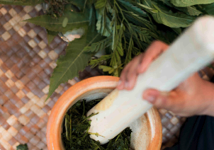 Ayurvedic herbs being prepared with a mortar and pestle